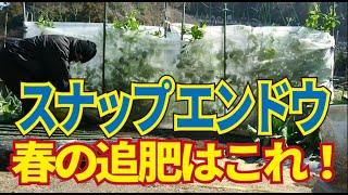 スナップエンドウ春の追肥。花が咲き始めたら実肥のリン酸を加えるといい！2/15