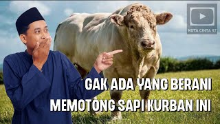 7 SAPI TERBESAR DI DUNIA #sapi #terbesar #terbesardidunia #cow #sapikurbanterbaik #sapijumbo