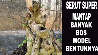 berkeliling melihat bonsai