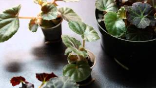 Tuberous Begonias from Seed and Tubers.