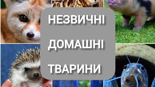 Екзотичні домашні тварини/незвичні домашні тварини #екзотичнітварини #незвичнітварини #домашнятварин