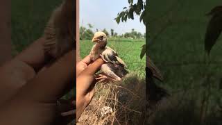 white jawa brand #viral #birds #youtube