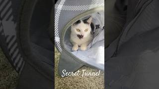 BEWARE of the SECRET CAT TUNNEL! #feisty #feistypets #cat #secret