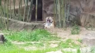 Tiger with strange roar, Riverbanks Zoo