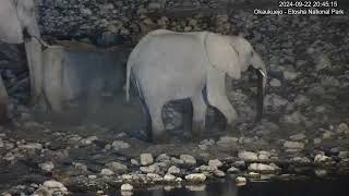 Baby Elephants digging for .... gold?