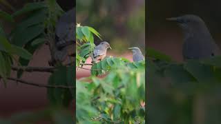 Chestnut Tailed #starling #couple #dating #mates #birds #birdslife #backyardwildlife #romance #4k