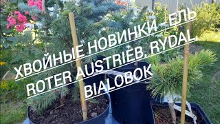 146.#Обзор хвойных новинок//Ель -  Roter Austrieb//Rydal//Bialobok//09.07.24🌲🌲🌲