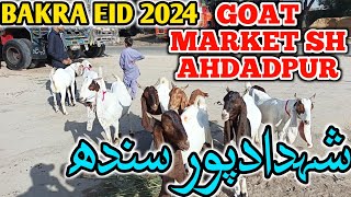 Bakra Mandi Shahdadpur || Latest Updates