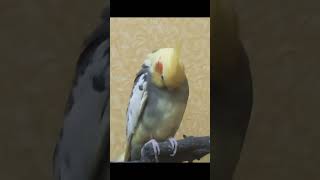 Funny cockatiel shorts