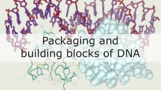 Topic 1.4 Content Overview of DNA, RNA and Proteins