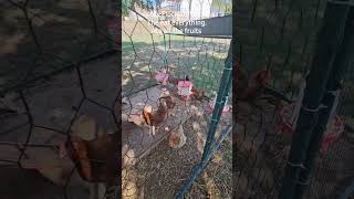 Chickens ate everything #shorts #backyardchickens #chicken #texas #hens #eggs