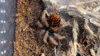 Green bottle blue tarantula sling rehouse and feeding clips. (Chromatopelma cyaneopubescens)