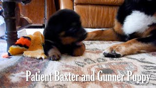 Patient Baxter watches Gunner the Puppy play