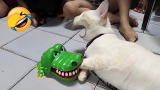 Funniest Cats Videos | Try not to laugh | Funny Compilation Memes 2024