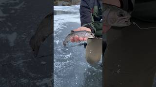 what do you catch trout in winter? #fishing #icefishing #trout