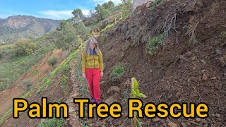 Rescuing The Palm Tree Buried Under Soil And Rubble