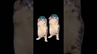 Double Cat Dance :3