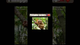 Facts about Philippine tarsiers #animals #animals #facts #wildlife #intrestingfacts #informational