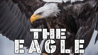 THE EAGLE / KING OF SKY / SKILLS/ABILITIES/ATTACKS/FACTS/LIFESTYLE/SCIENTIFIC CLASSIFICATION