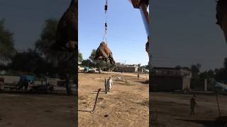 Camels loading #camel #youtubeshorts #youtubevideos #animals #youtube #shorts