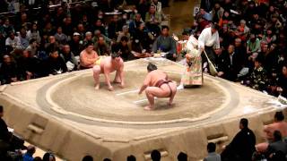 Tokyo Sumo Tournament- #16