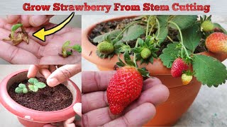 Strawberry Plant- Growing Lots Of स्ट्रॉबेरी From Stem Cutting #strawberries