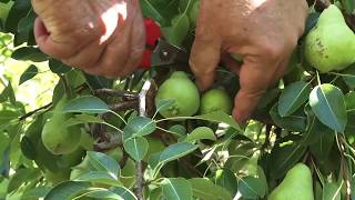 How to thin fruit on apple and pear trees