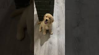 Cute and intelligent dog with a baby | Golden Retriever puppy