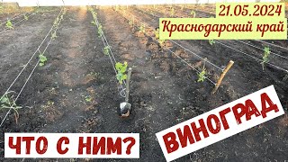 Краснодарский край. Что с нашим виноградом?(21.05.2024)