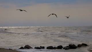 Seagull Sounds at Beach No Copyright