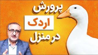 پرورش اردک در منزل Raising Ducks at Home