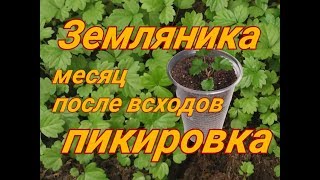 Ремонтантная земляника. Месяц после всходов.