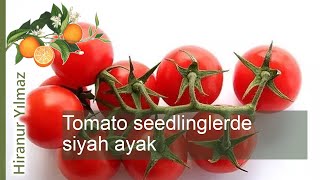 Tomato seedlinglerde siyah ayak hastaliğinin önlenmesi: ipuçlari ve stratejiler