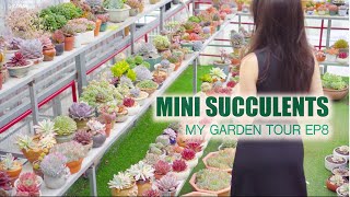 Garden Tour EP8 - Only Mini Succulents (with ID) | 9 Years Living with Succulents.