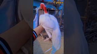 ganoi Aseel transformation from 1 month to 1 year #viral #aseel  #transformation #video