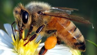 Autumn Honey Harvest