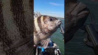 #fishing #staugustine #kayak #kayakfishing #sheepshead #sheepsheadfishing #matanzasinlet