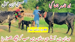 New Farmer ||Top Class Jersey Cholistani Cows ||Jersey Fresian Cows For Sale Today ||Shami Gondal