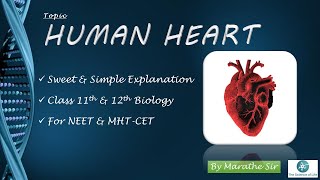 HUMAN HEART | HOW THE HEART FUNCTIONS? | BIOLOGY TUTORIALS | NEET ,MHT-CET