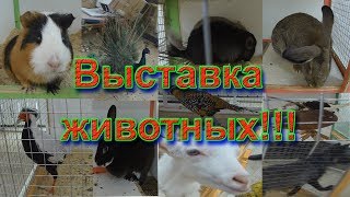 Выставка животных. Выставка кроликов, голубей, морских свинок, птиц!!!