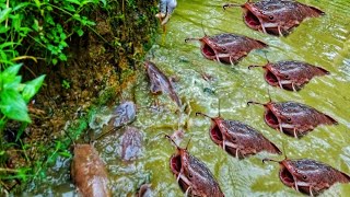 Fish Farming | Feeding African catfish| Catfish Reaction while Throwing Food in Pond HD