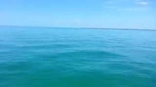 Tarpon Boca Grande