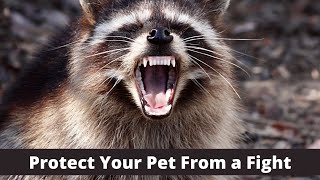 What To Do If a Wild Animal Attacks Your Pet Dog or Cat