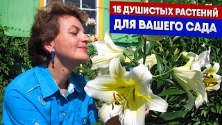 15 душистых растений для вашего сада