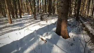 Great Bear #hiking #nature #gopro #merrell #snow #winterfun