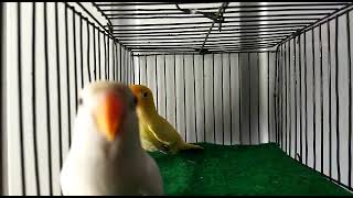 Decino 1.0 x albino red eye 0.1 pairing| love birds expensive mutations breeding