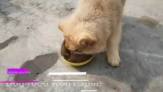 A dog bowl that can't be knocked over or food can't be spilled out