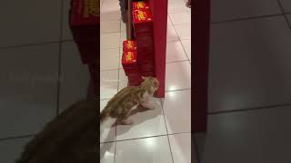 Kucing ga mau pulang