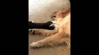 Cat gives massage to Golden Retriever lol! cassie and Charlie