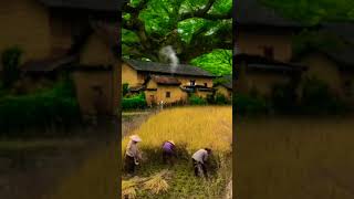 #farmer #houses #nature #beautiful #shorts #youtube #video